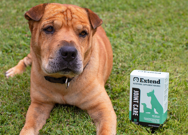 Extend Joint Care for Dogs - Save 20% Every Month – Extend Pets