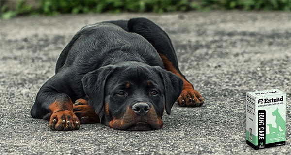 Extend Joint Care for Dogs - Save 20% Every Month – Extend Pets